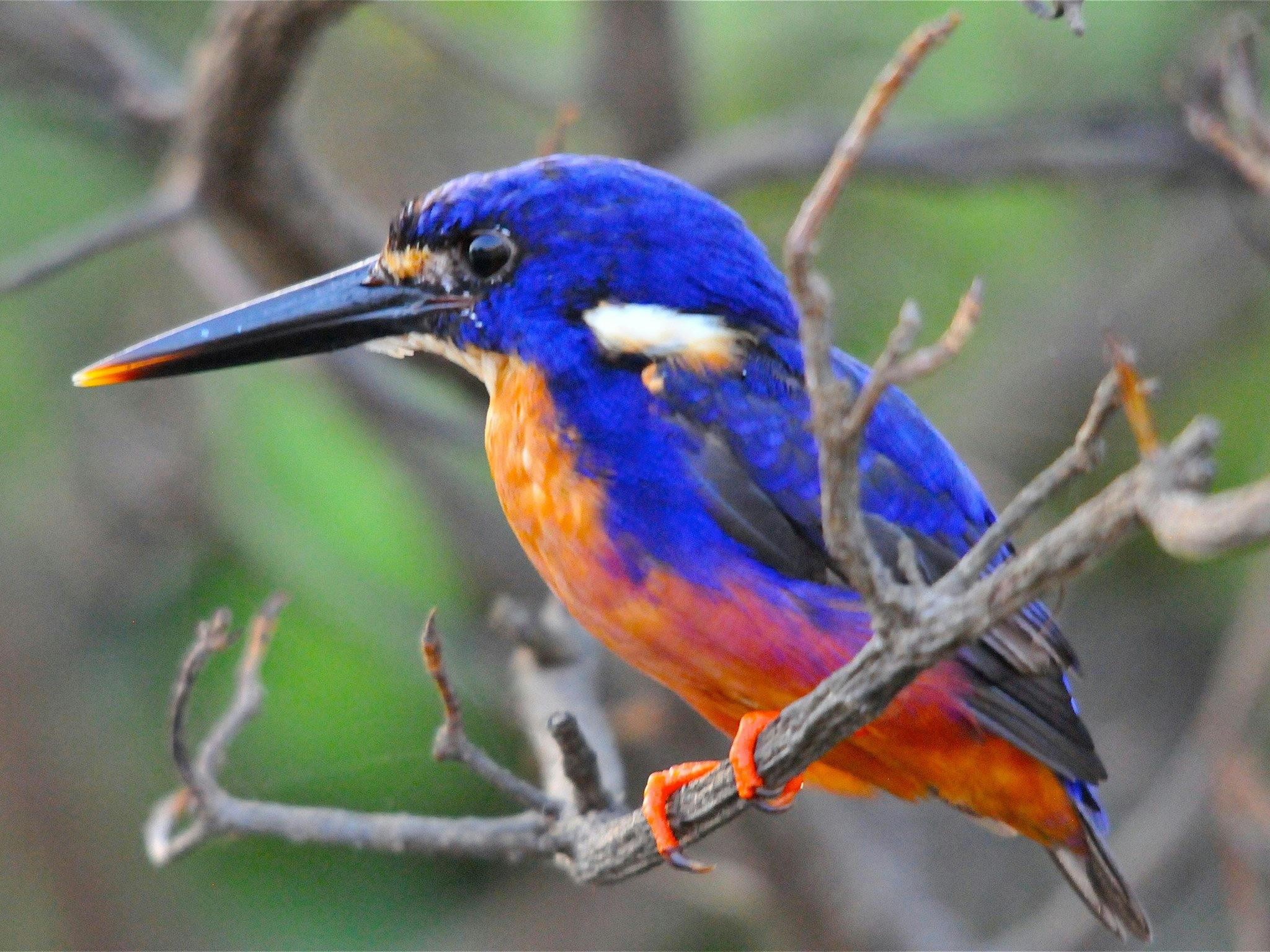 Spectacular Azure Kingfisher bursting with colours sitting on a branch