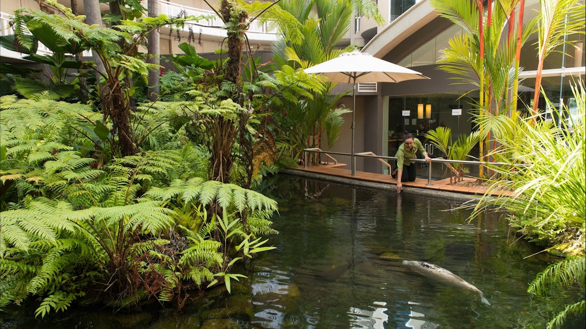 Experience live barramundi feeding every Monday, Wednesday and Friday at 1pm!