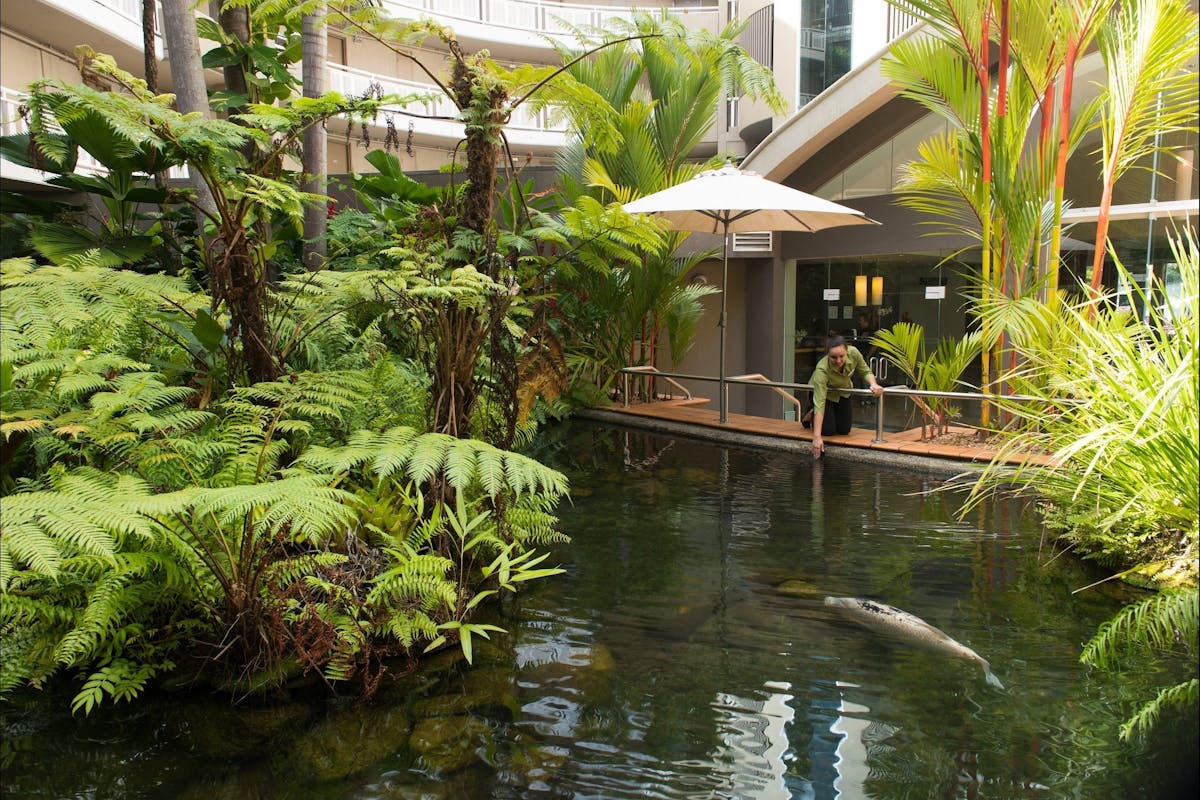 Experience live barramundi feeding every Monday, Wednesday and Friday at 1pm!