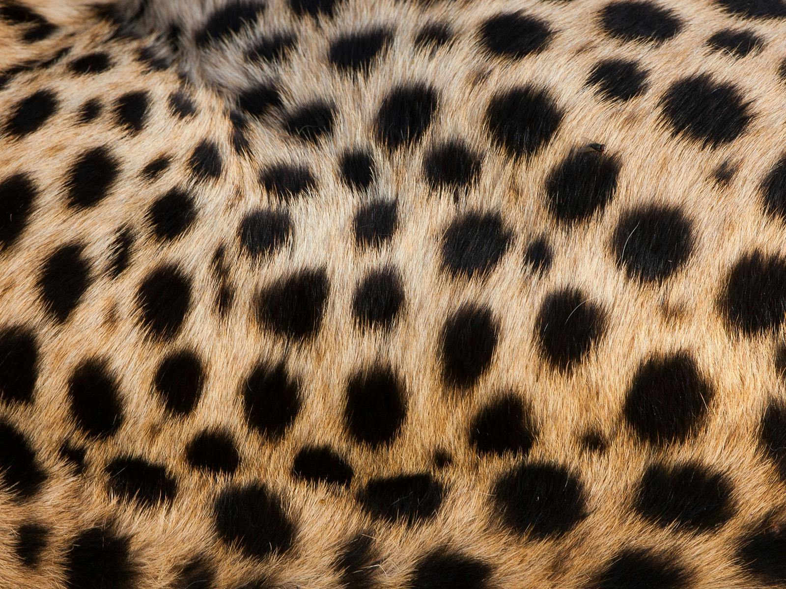 Close up of spotty Cheetah fur