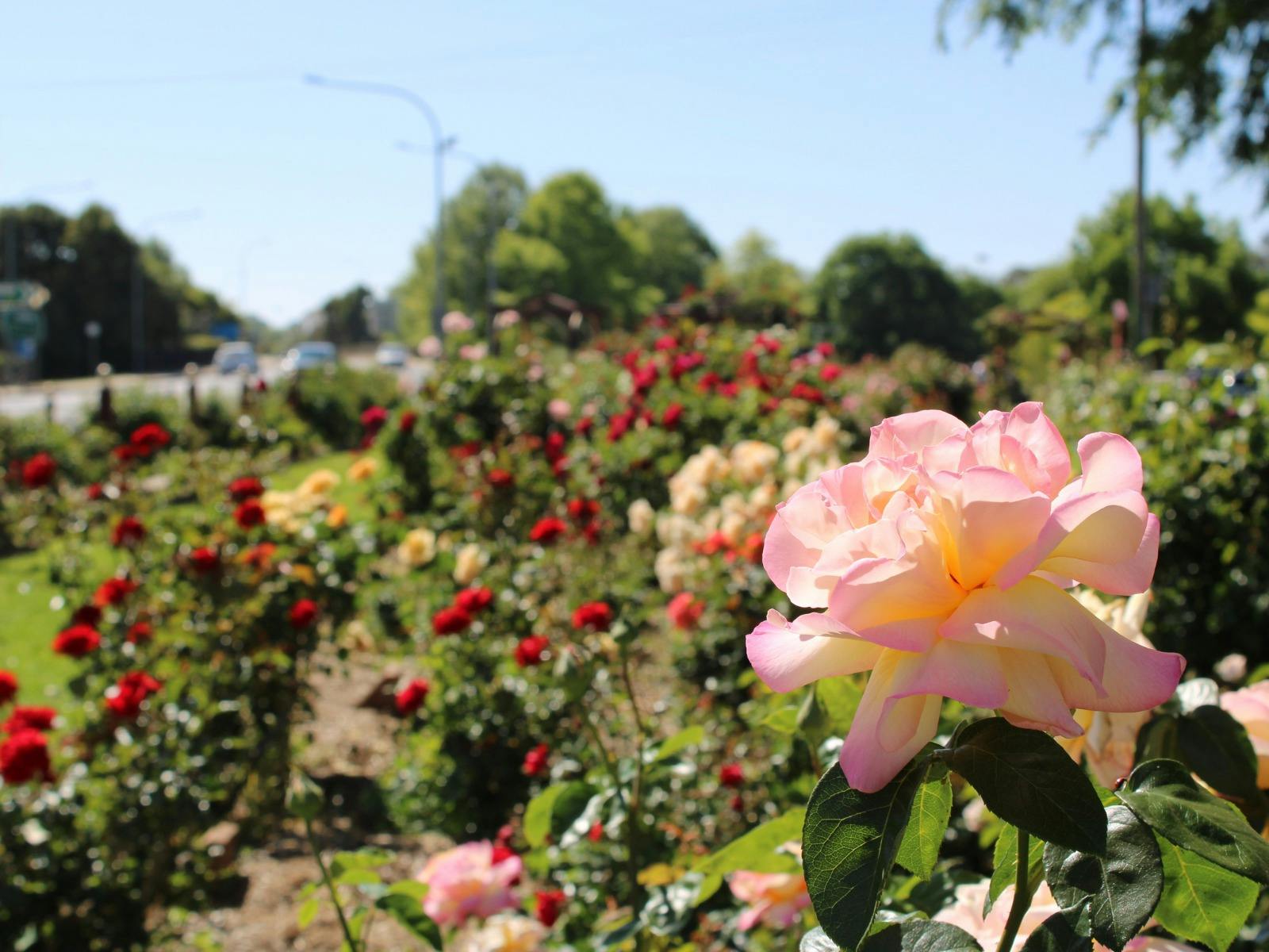 Cowra Rose Garden