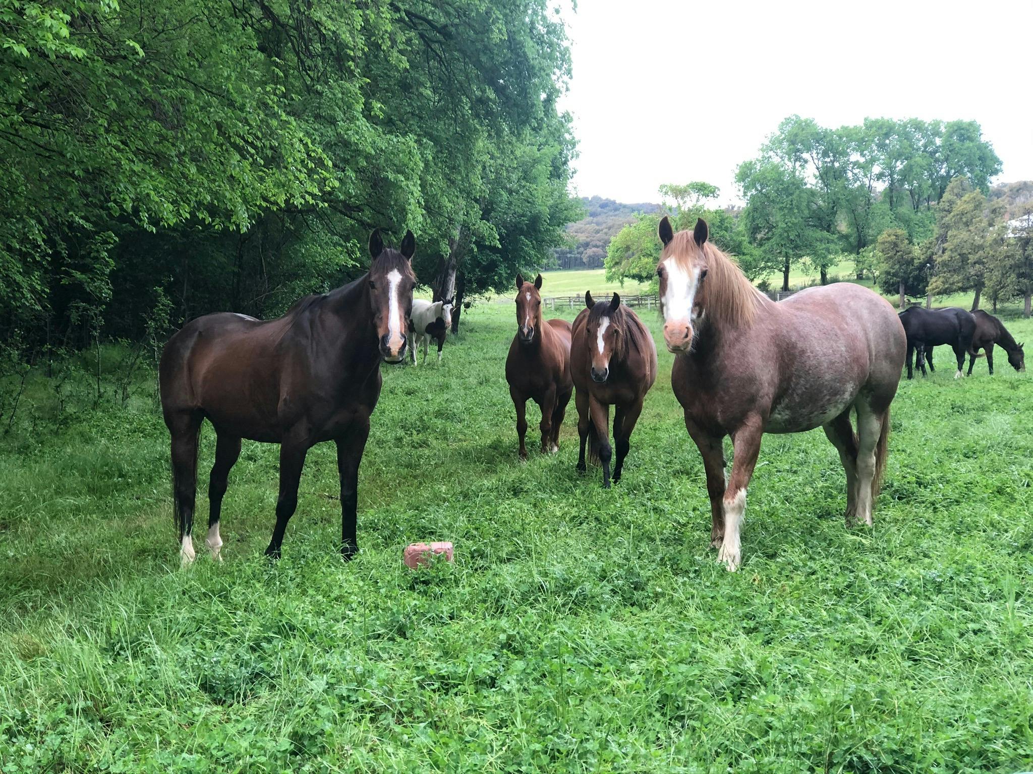 Horses