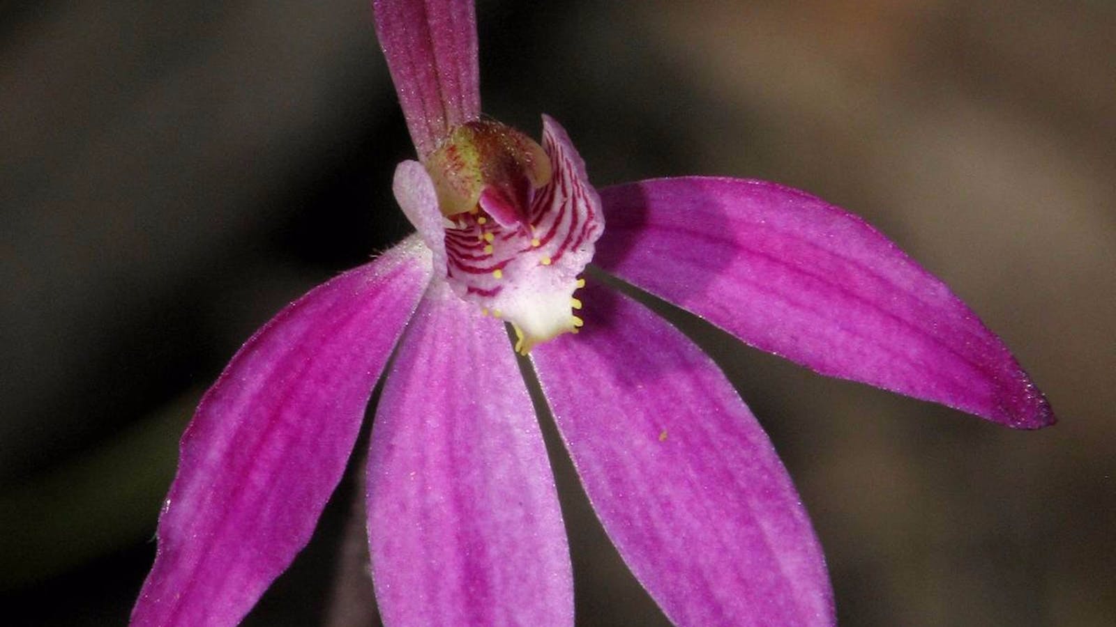 Henry Somerset Orchid Conservation Reserve