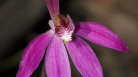 Henry Somerset Orchid Conservation Reserve