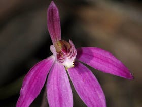 Robust Finger orchid