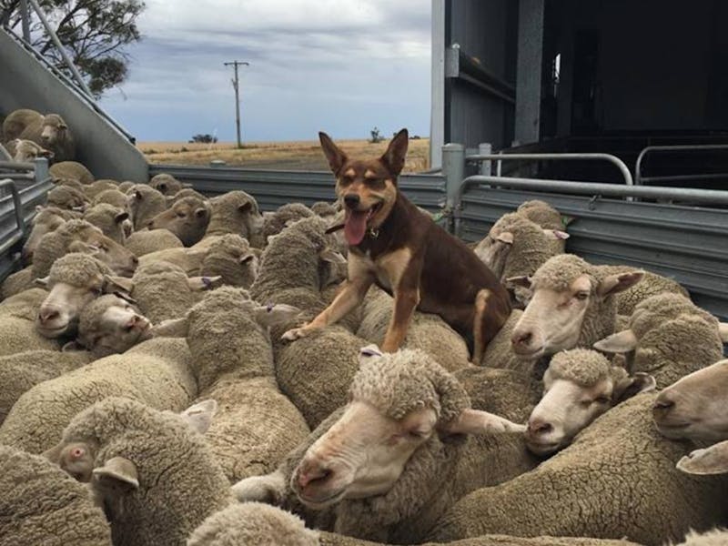 Image for Wimmera Merino Sheep Show