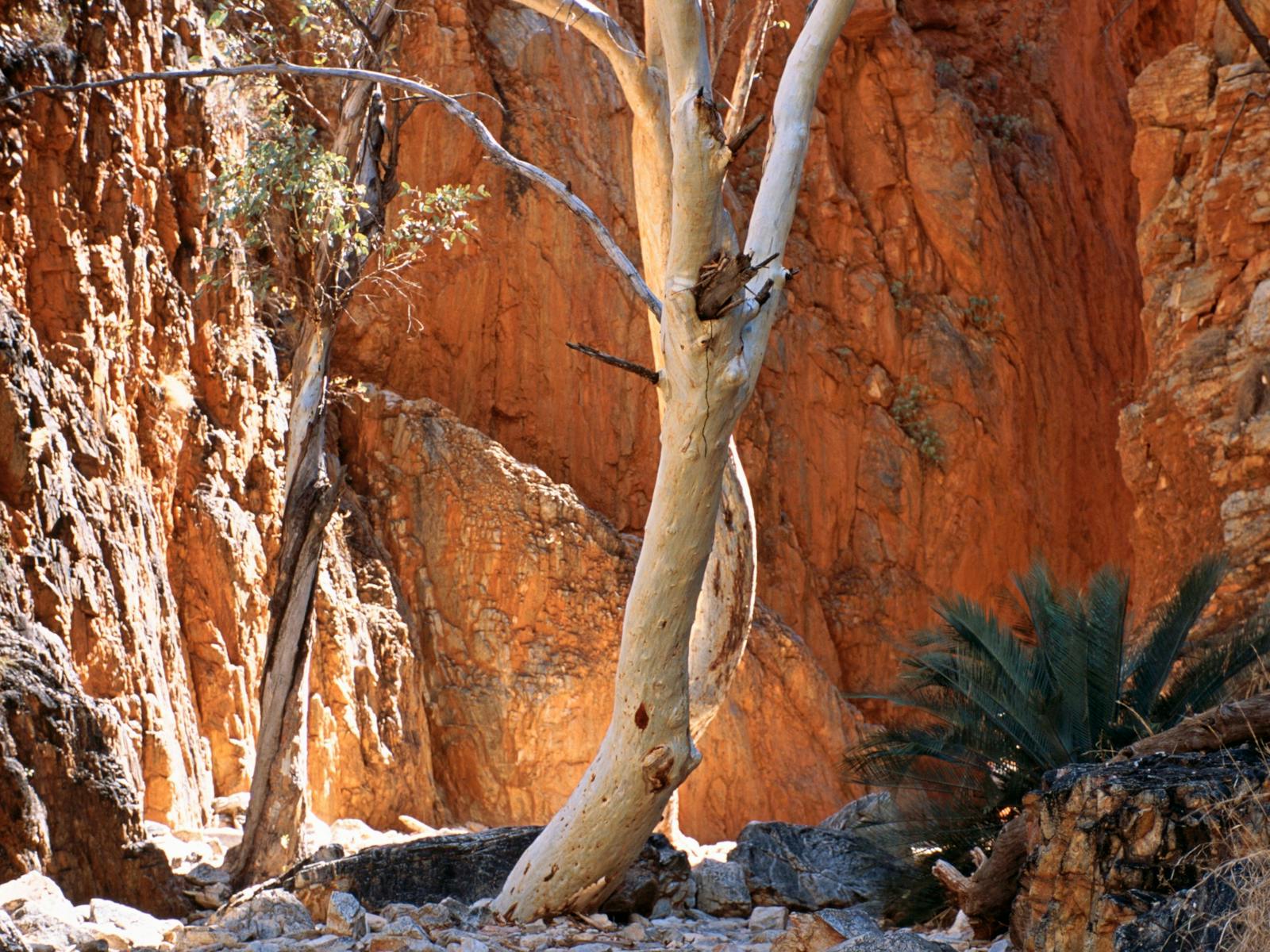 Ghost Gum
