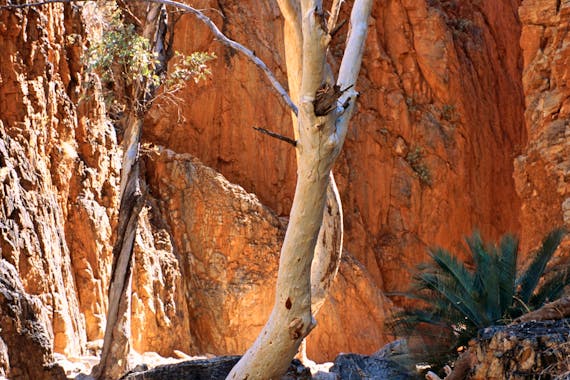 1 Day West MacDonnell Ranges Tour