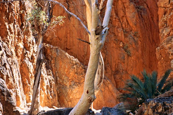 1 Day West MacDonnell Ranges Tour