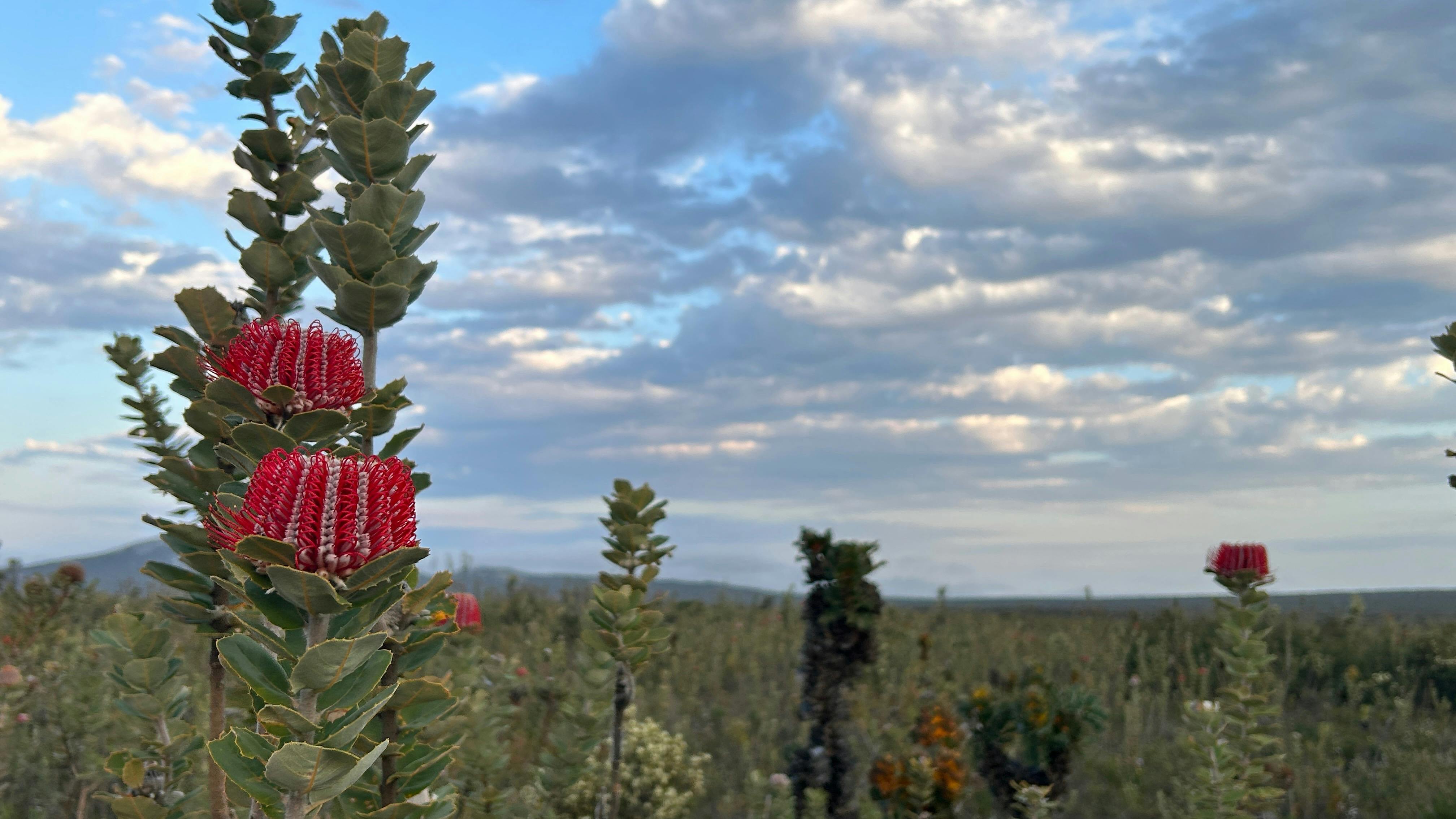 2 upright red Banksias in focus and dozens of others in outline in the background.