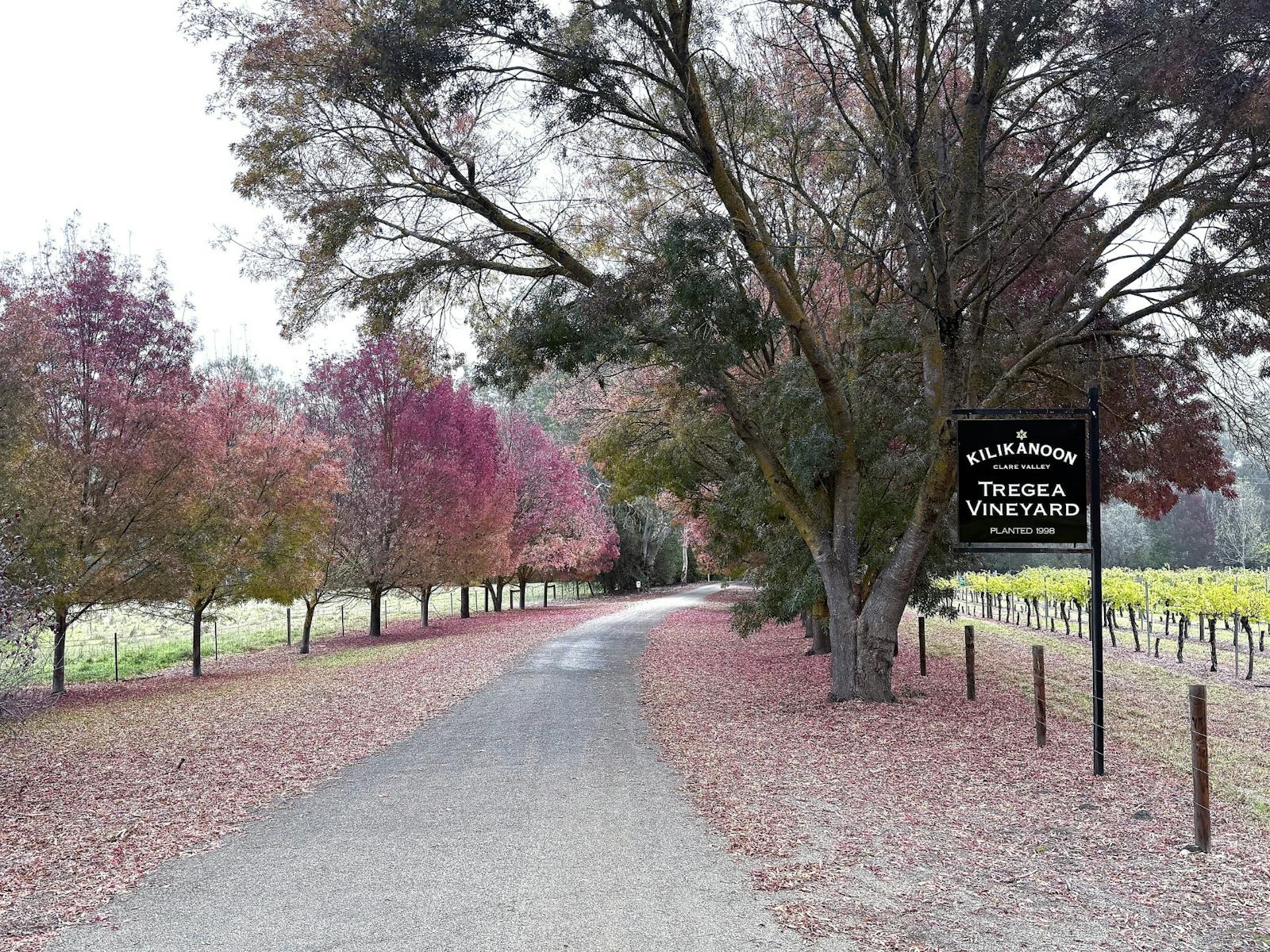 Kilikanoon Driveway