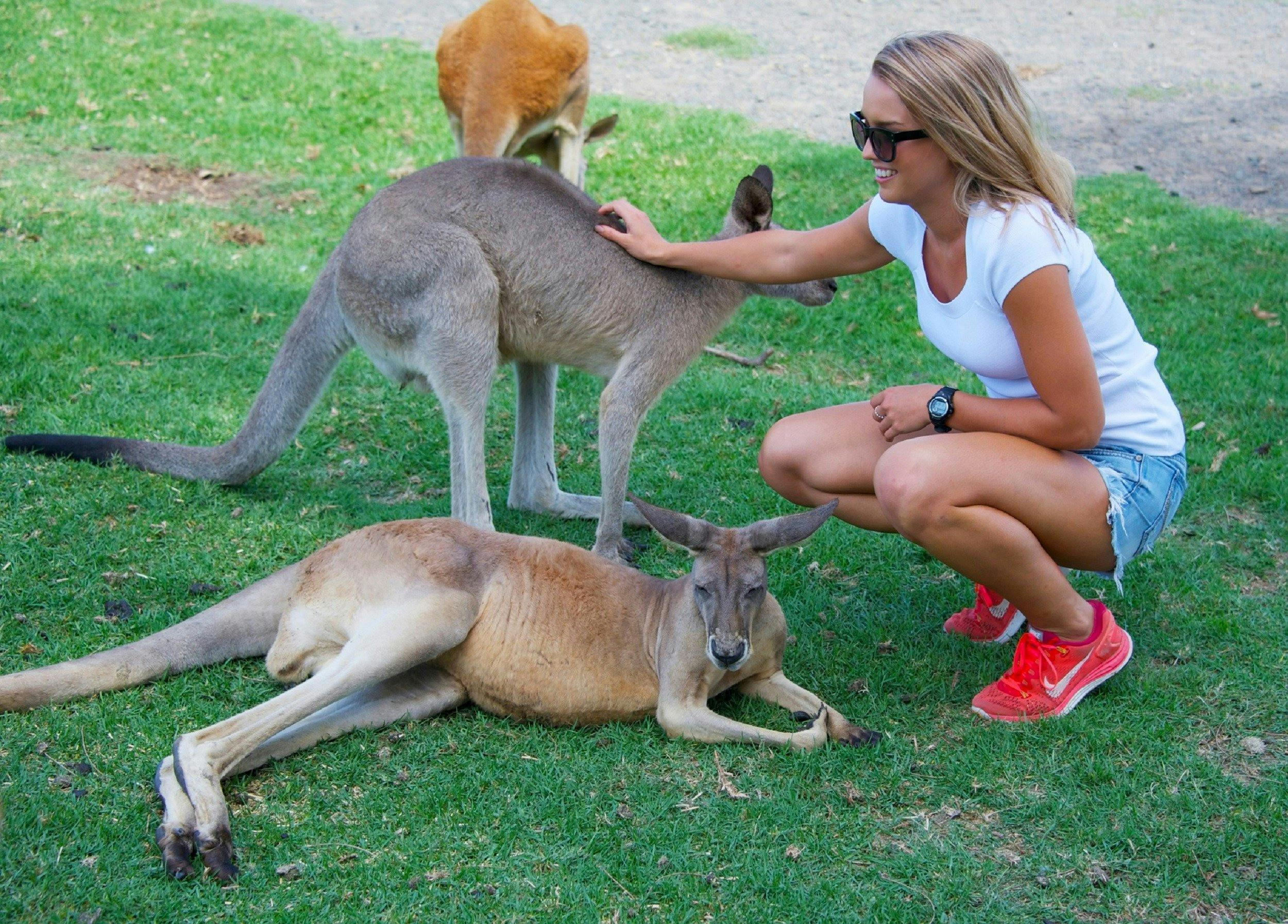 A female guest crouched down patting a kangaroo while another kangaroo is laying at her feet