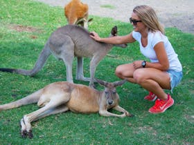 Guest with Free Range Kangaroo