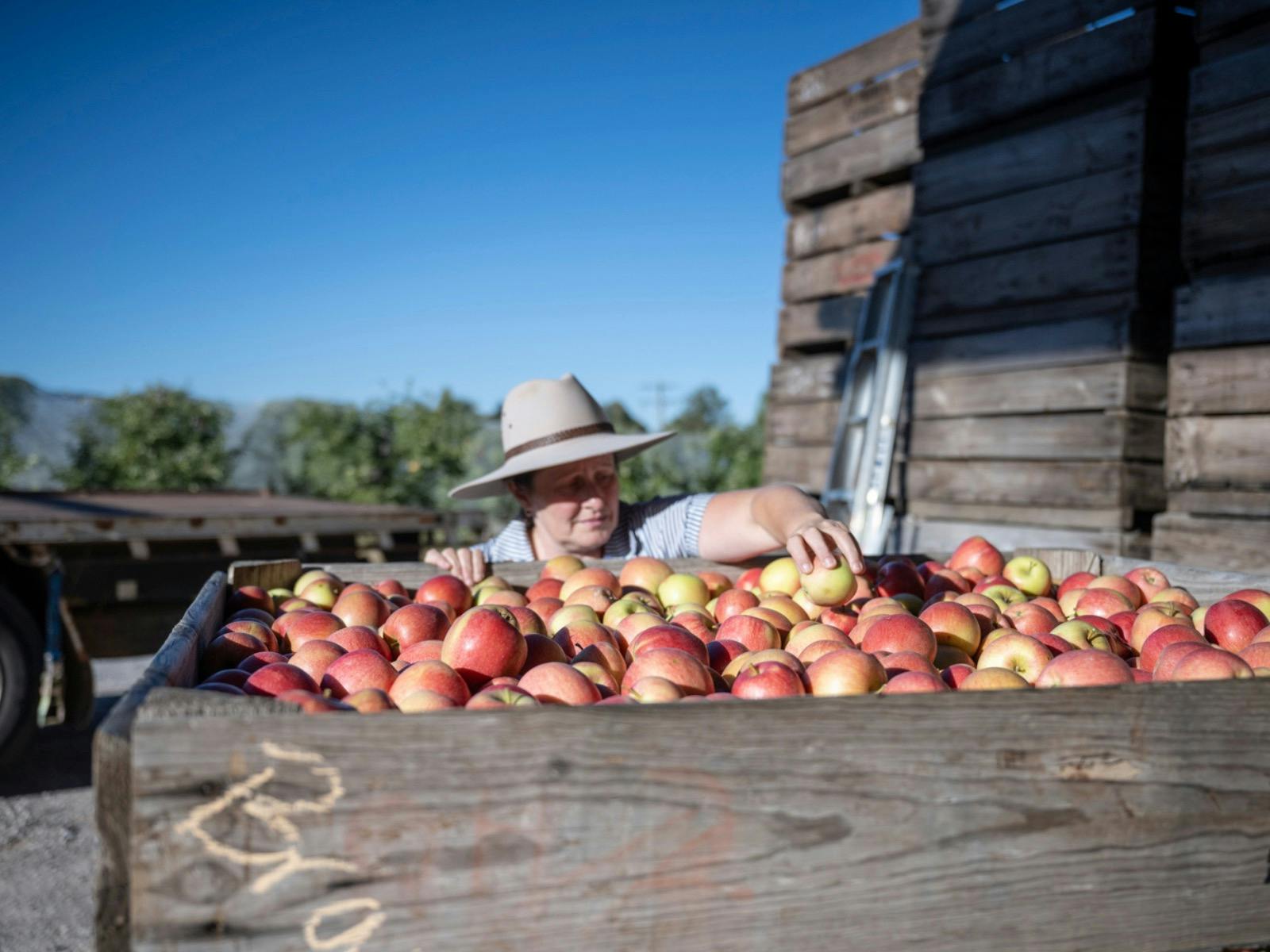 Hillside Harvest, Fruit