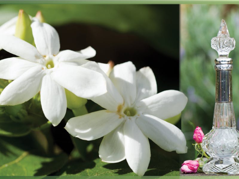Mother's Day Perfume Walk in the Royal Botanic Garden Sydney