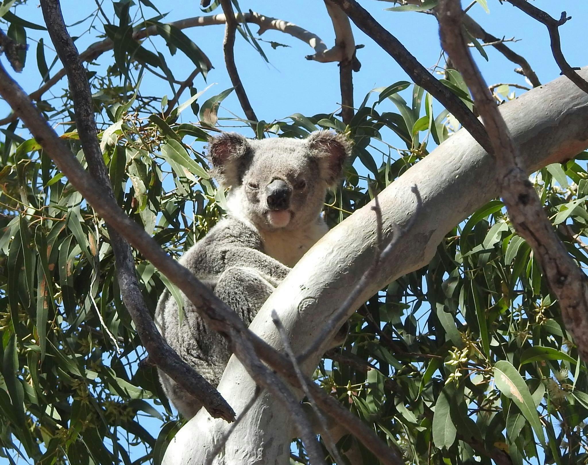 Koala sitting in a tree with gum leaves all around it.