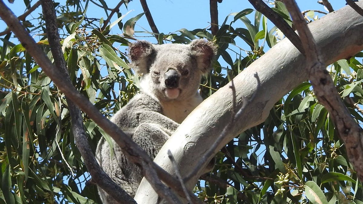 Koala sitting in a tree with gum leaves all around it.