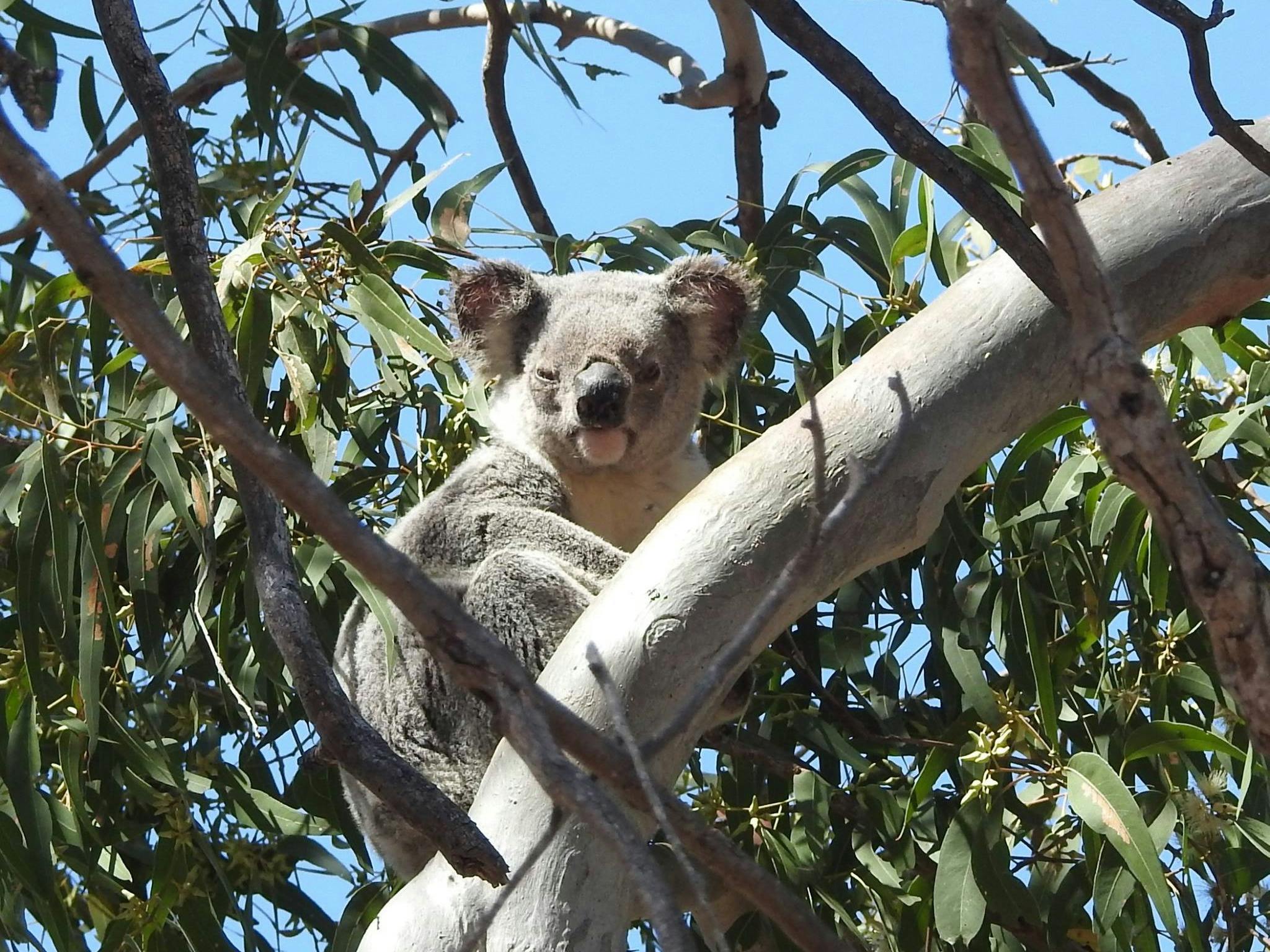 Koala sitting in a tree with gum leaves all around it. Koala sitting in a tree with gum leaves all around it.