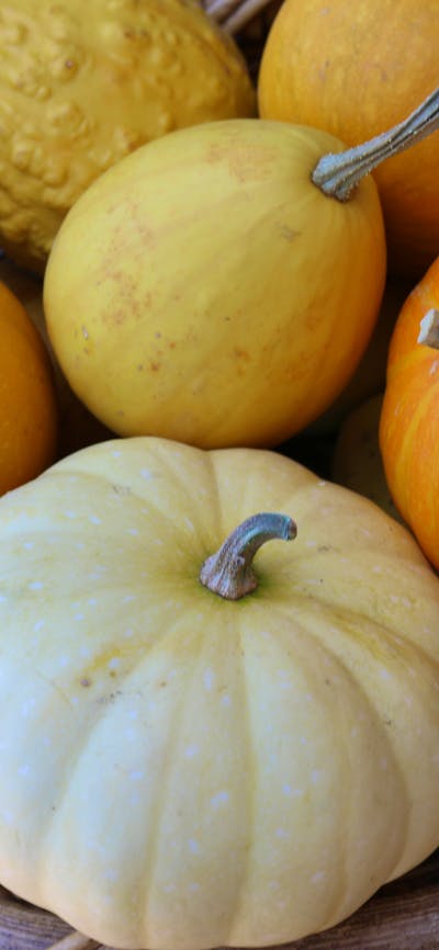 A basket of small orange pumkins