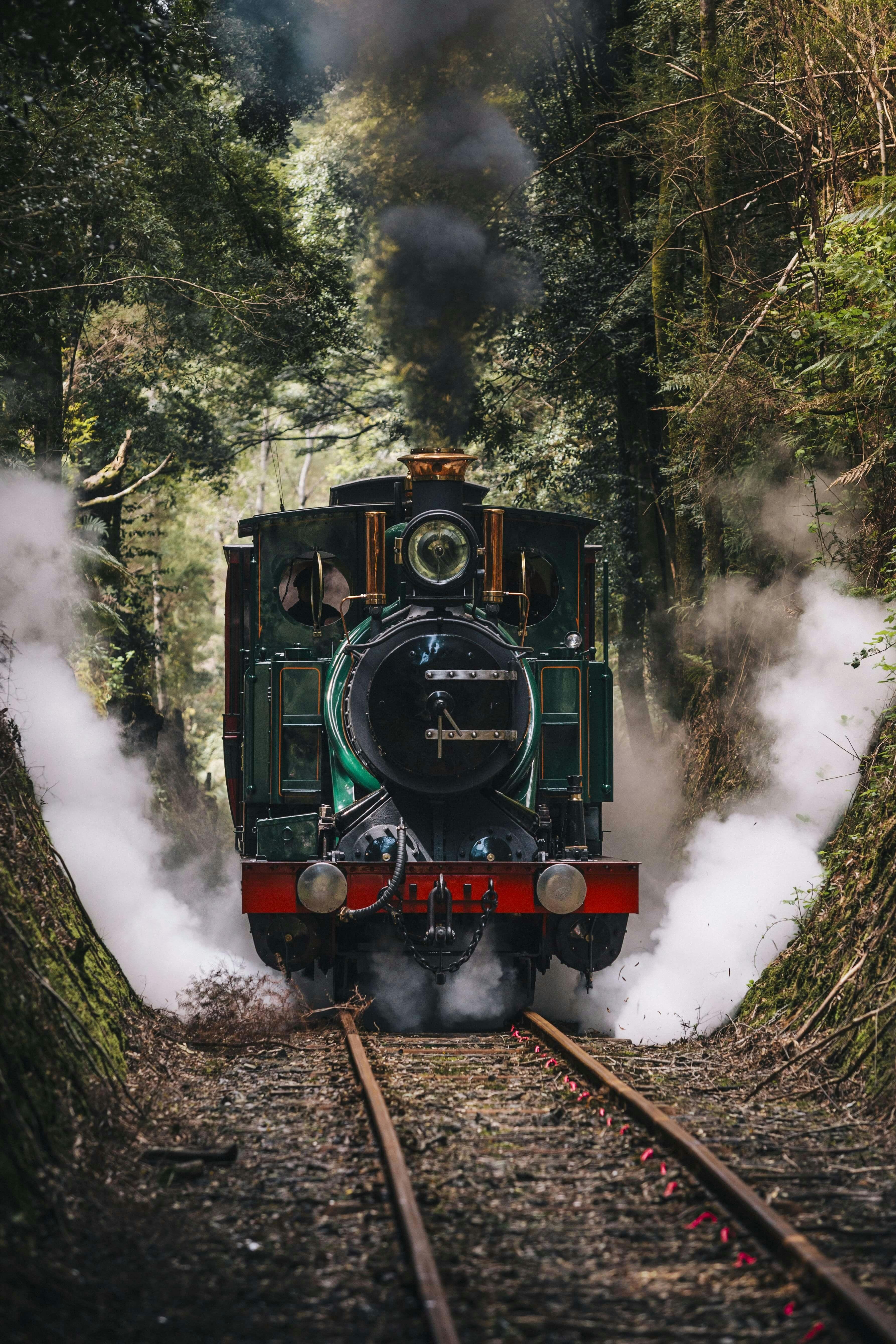 A heritage green locomotive steams through a cutting in the rainforest