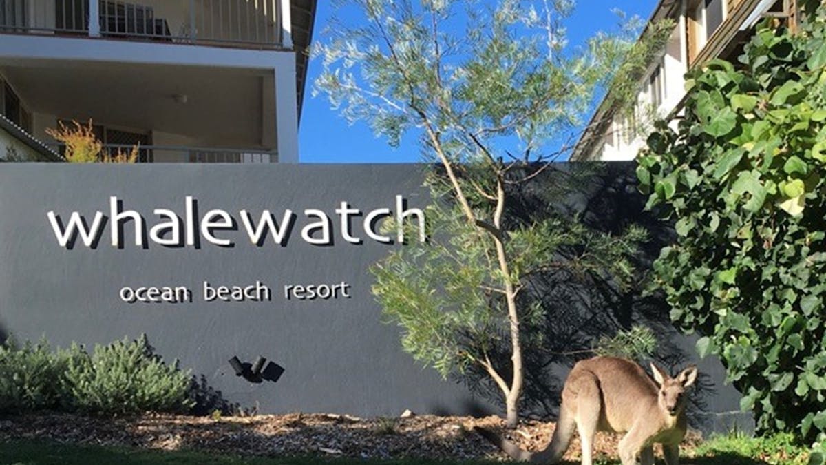 Daily Kangaroo Visitor