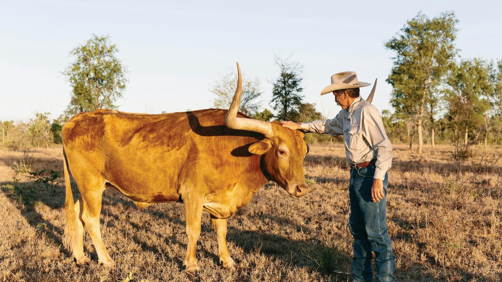 Texas Longhorn Charters Towers