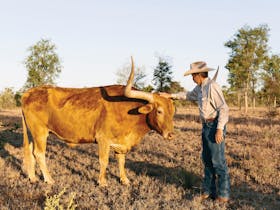 Texas Longhorn Charters Towers