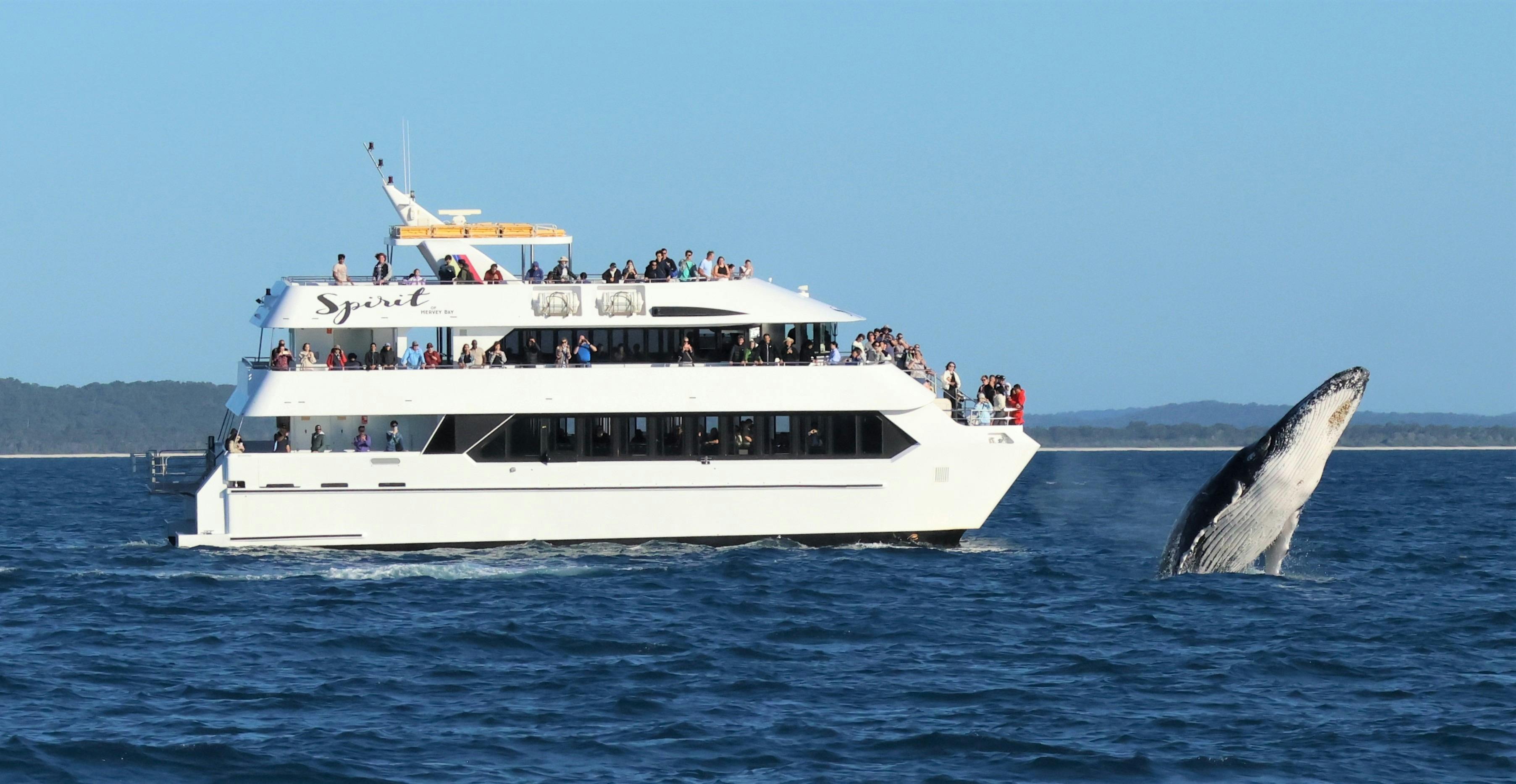 Half Day Morning Whale Watch Cruise