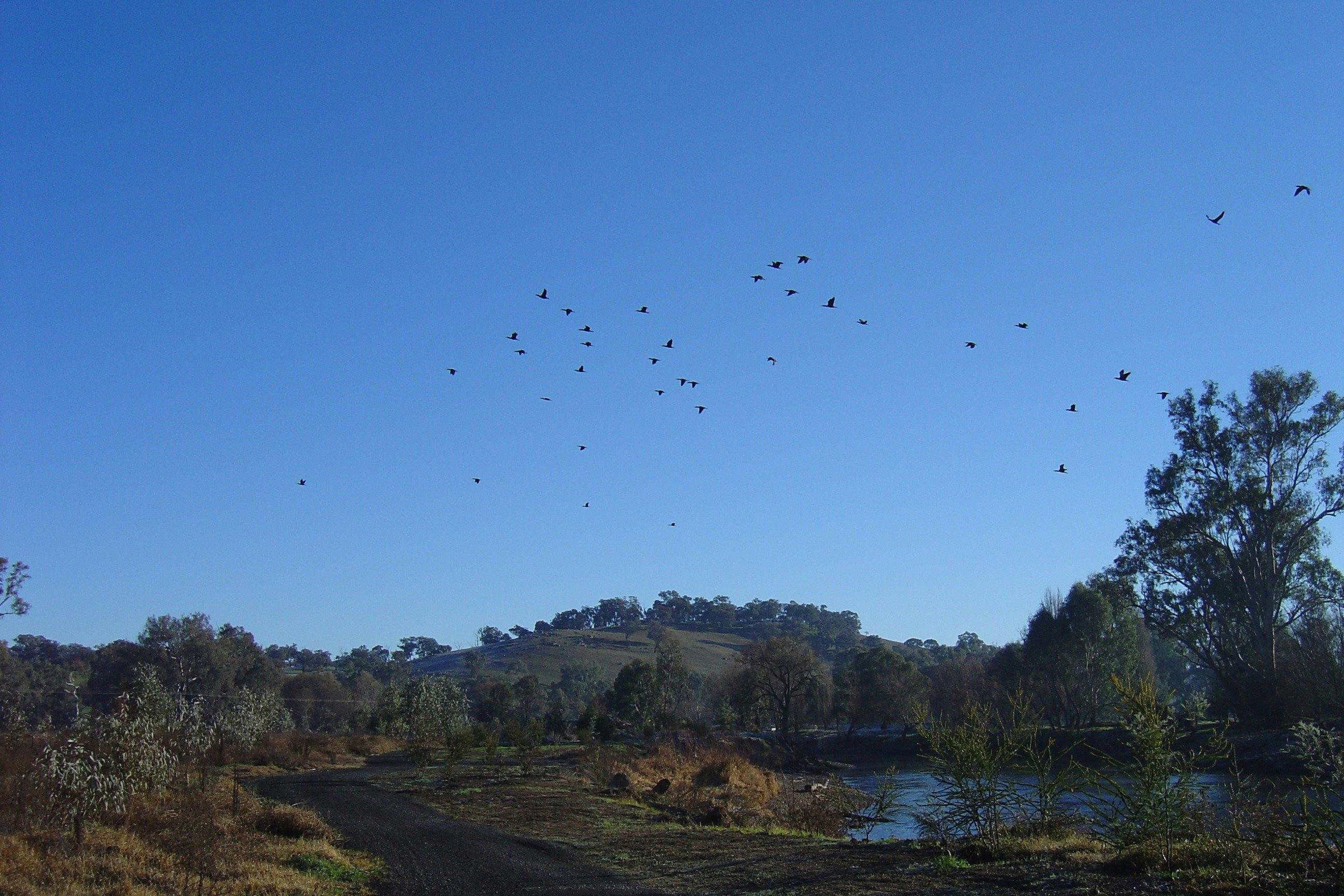 Birds flying over the Tumut Wetlands, Snowy Valleys