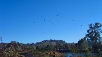 Birds flying over the Tumut Wetlands, Snowy Valleys