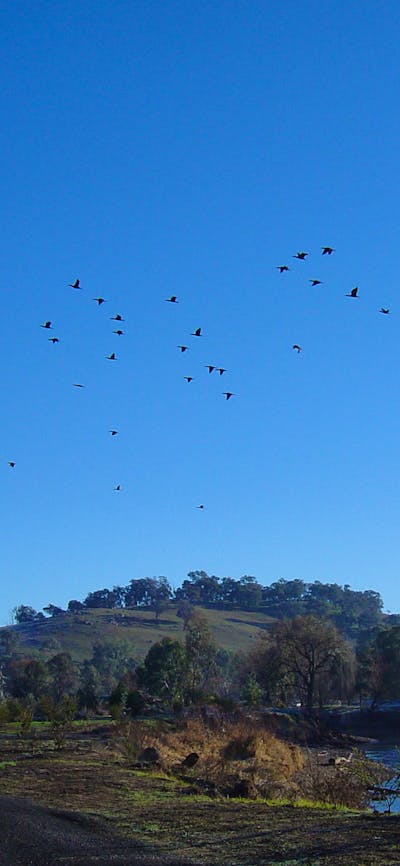 Birds flying over the Tumut Wetlands, Snowy Valleys
