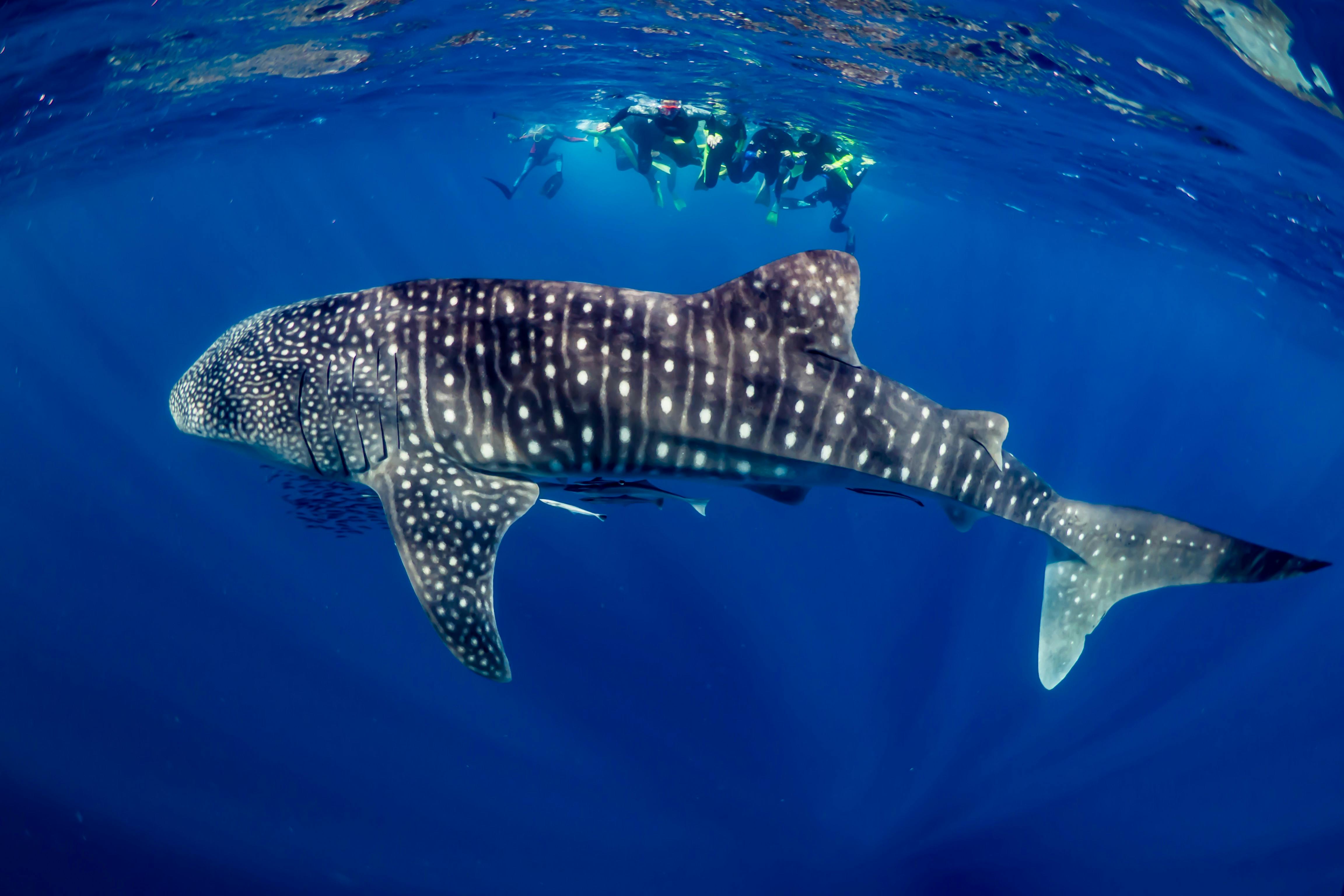 Whale shark swim