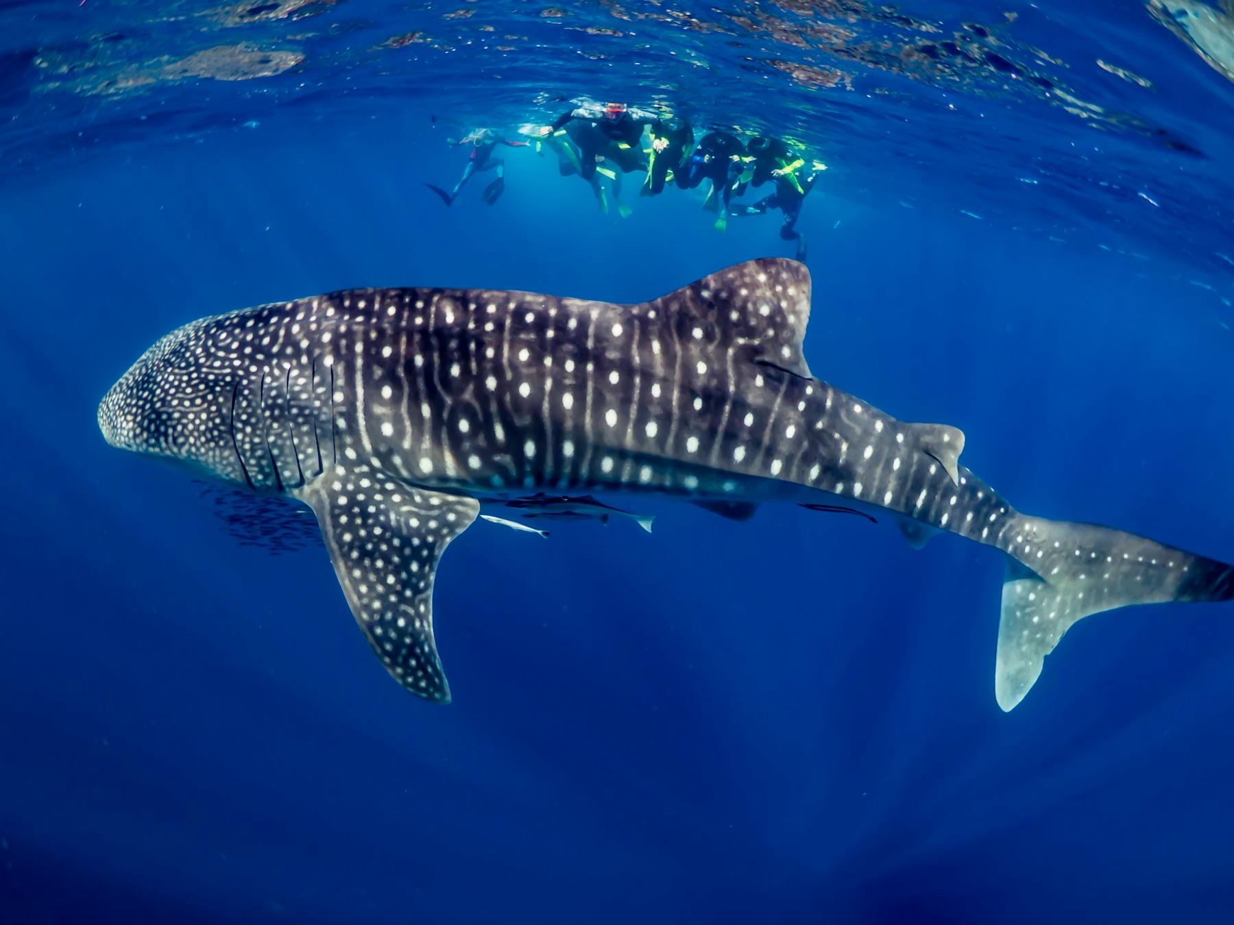 Whale shark swim