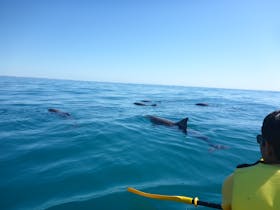 Epic Ocean Adventures