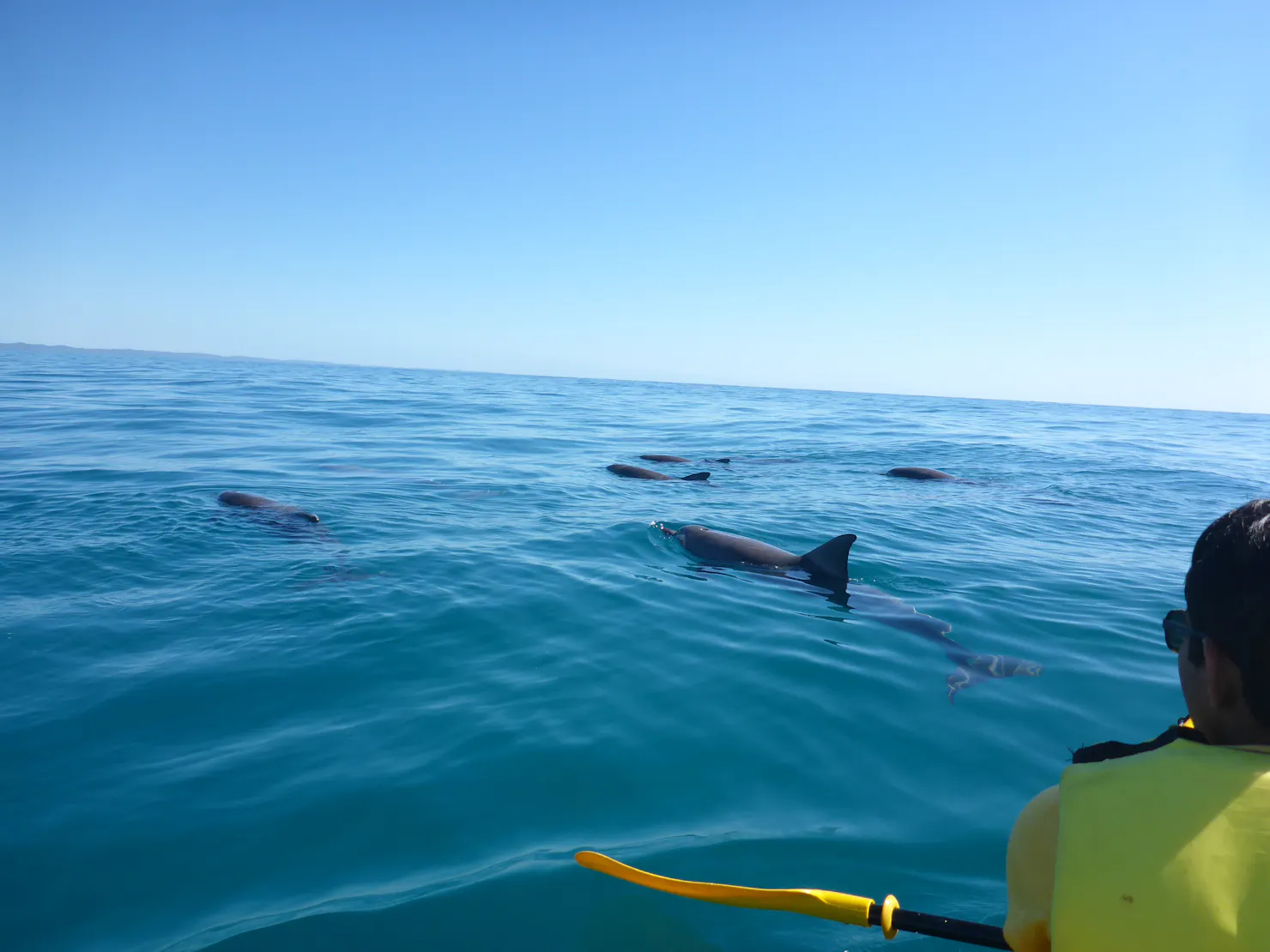 amazing dolphin spotting kayaking noosa