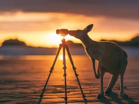 Getting the perfect shot!