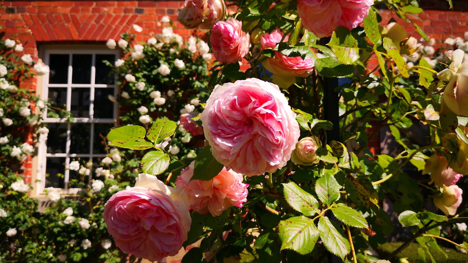 Pierre Ronsard climbing rose