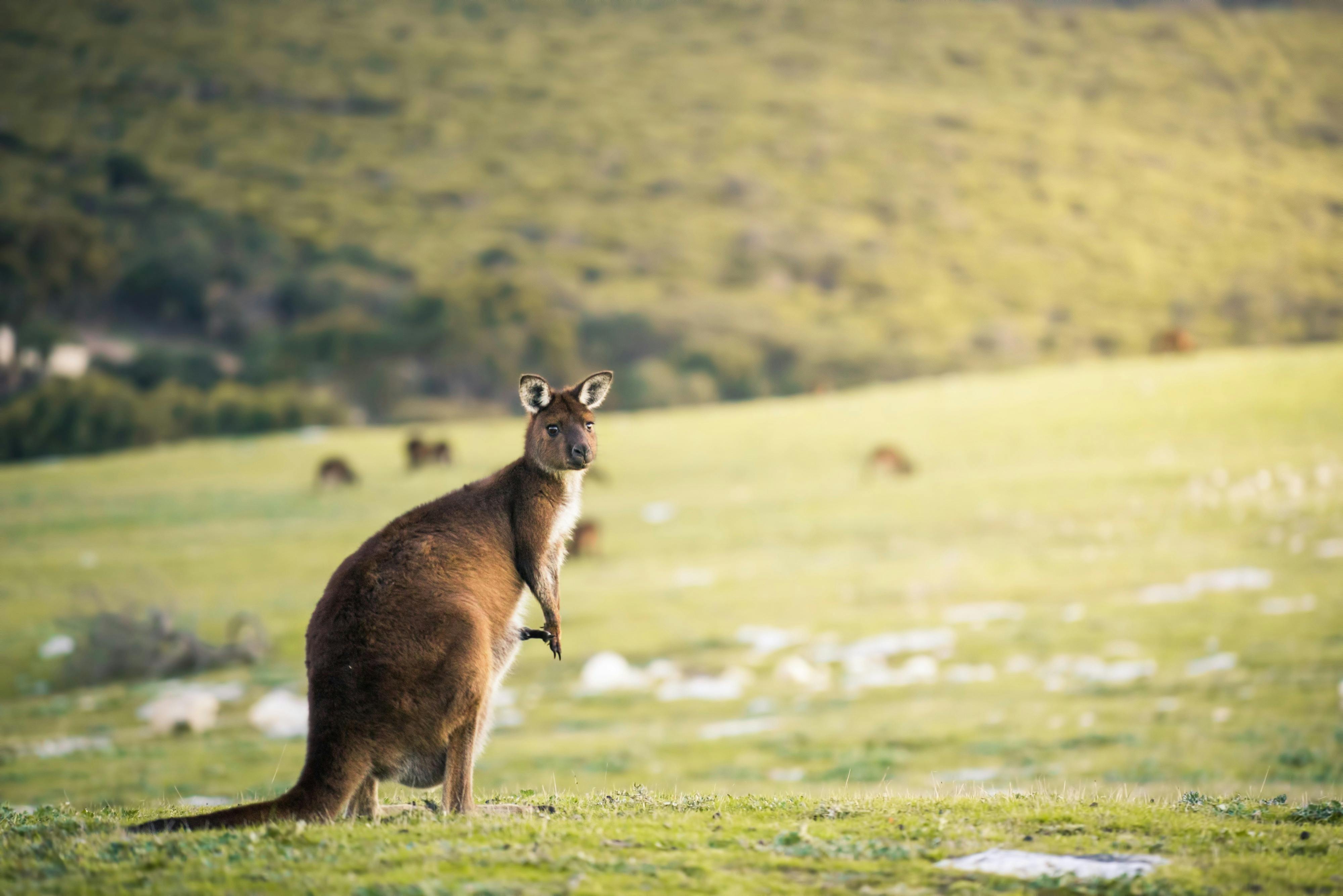 Kangaroo at Stokes Bay Kangaroo Island
