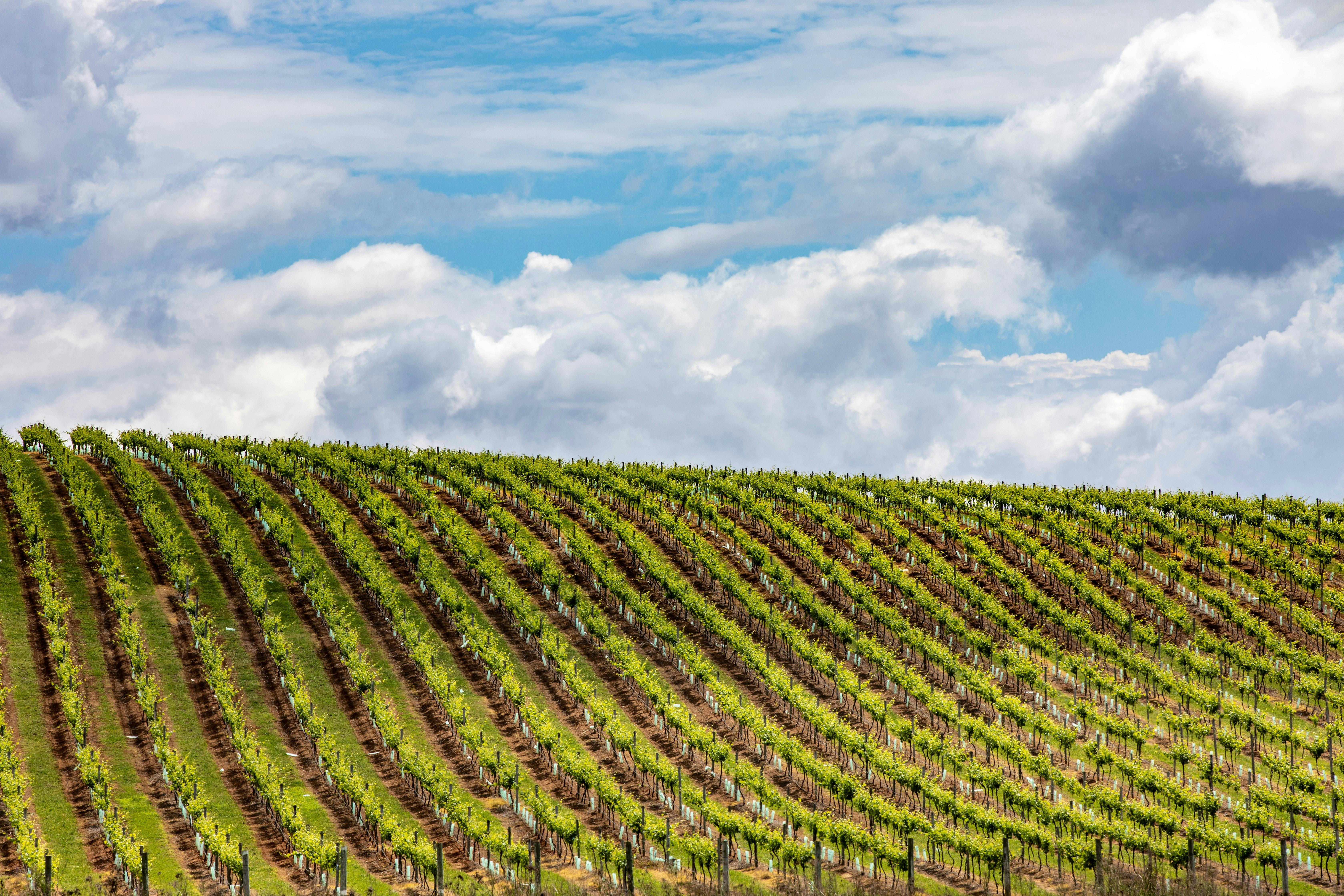 Autopia Tours - Hunter Valley - Scenic views across a vineyard countryside