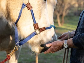 two grey horses noses inquisitively touching hands