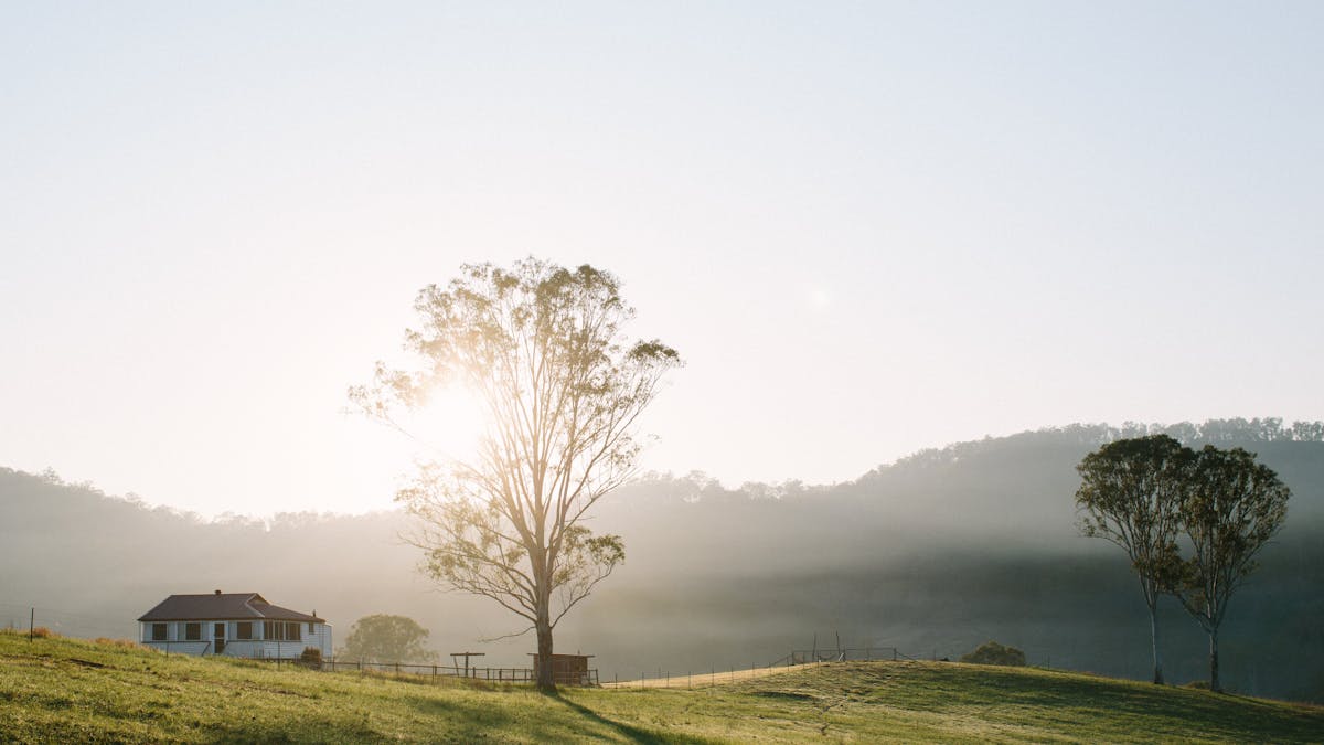 Country House in the middle of a field with a large gum tree and sunlight behind