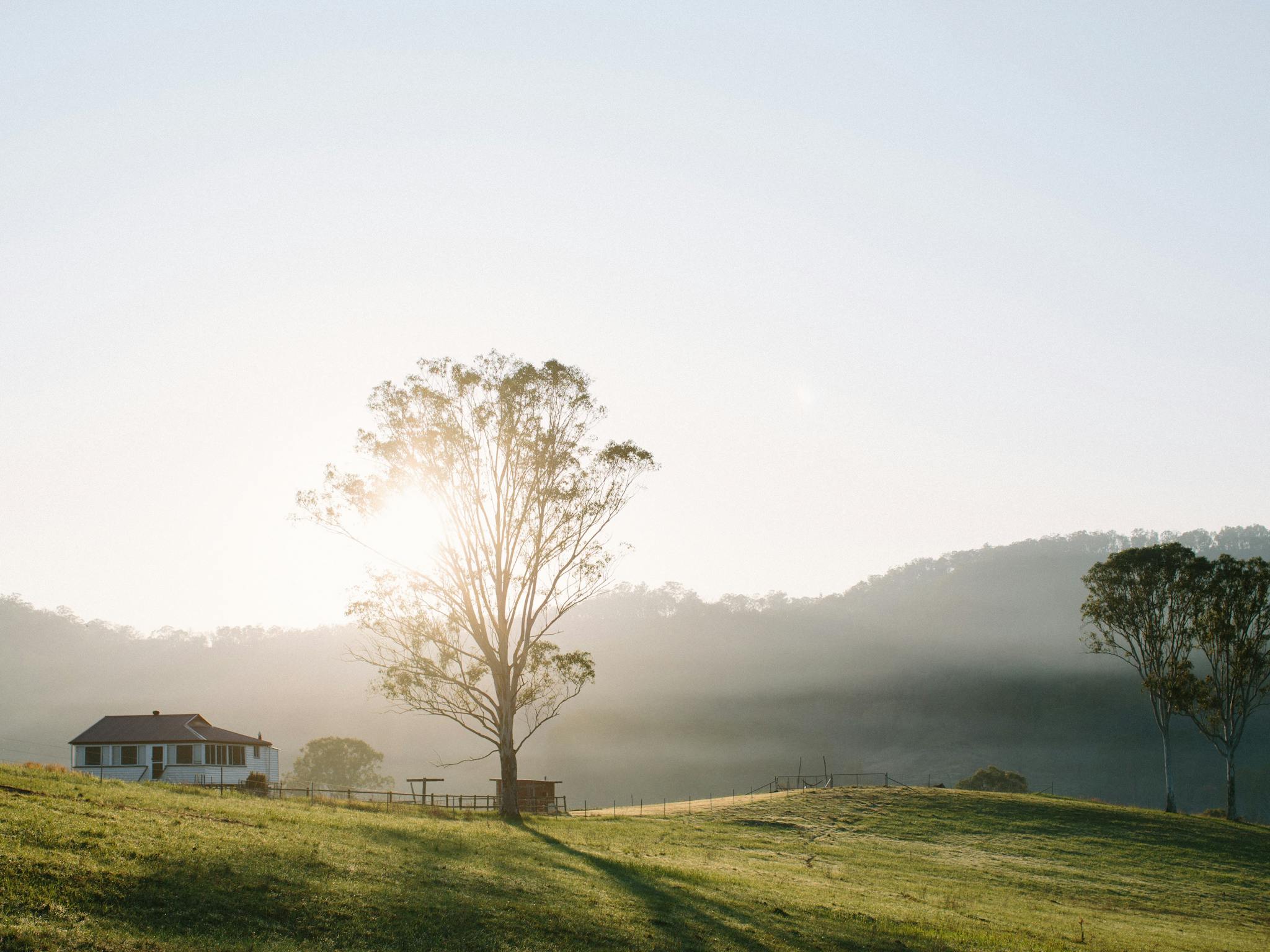 Country House in the middle of a field with a large gum tree and sunlight behind Country House in the middle of a field with a large gum tree and sunlight behind