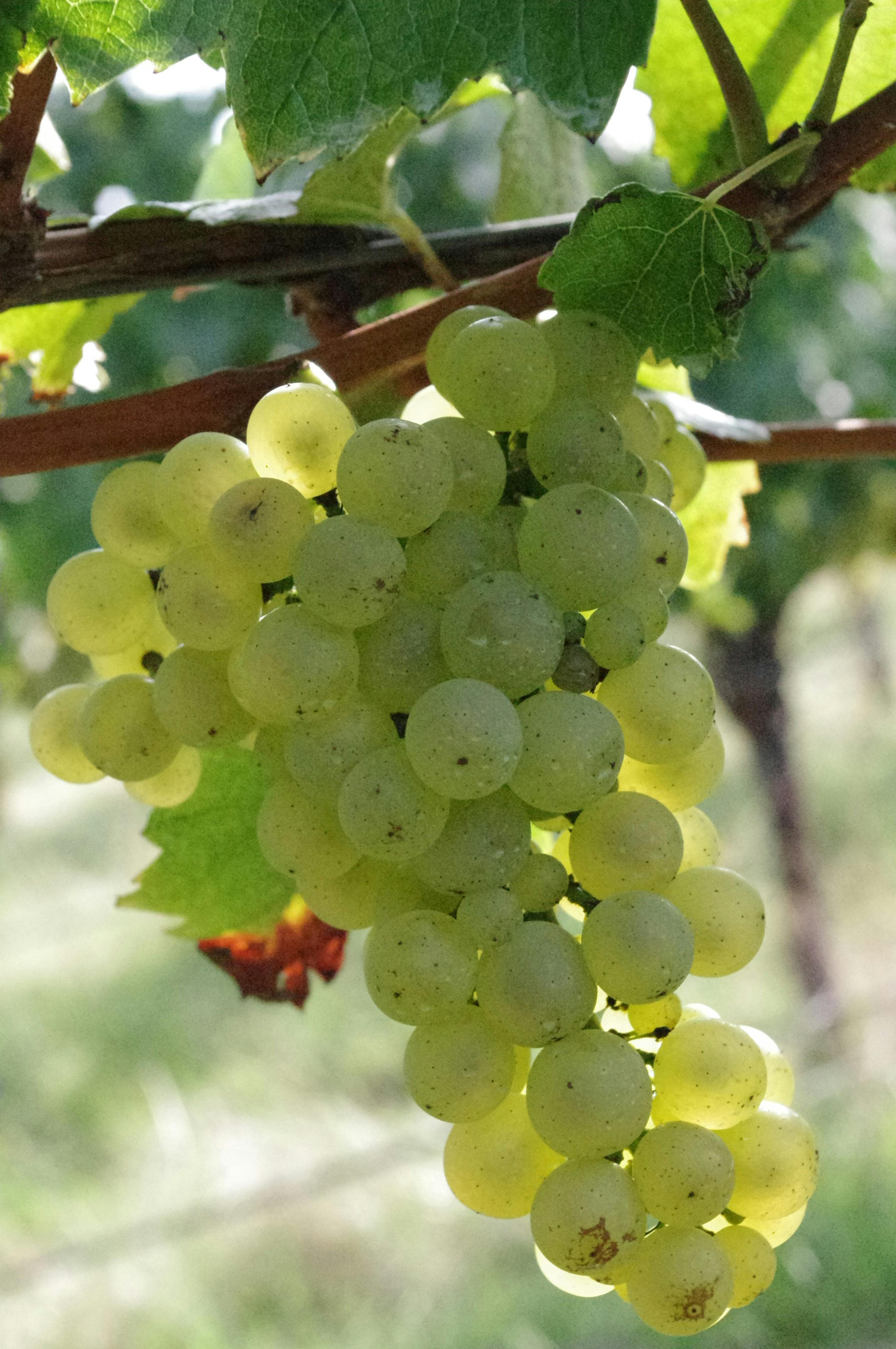 Harvesting Chardonnay