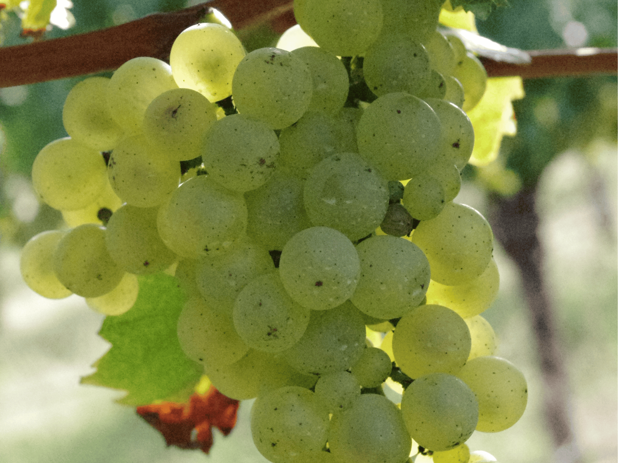 Harvesting Chardonnay