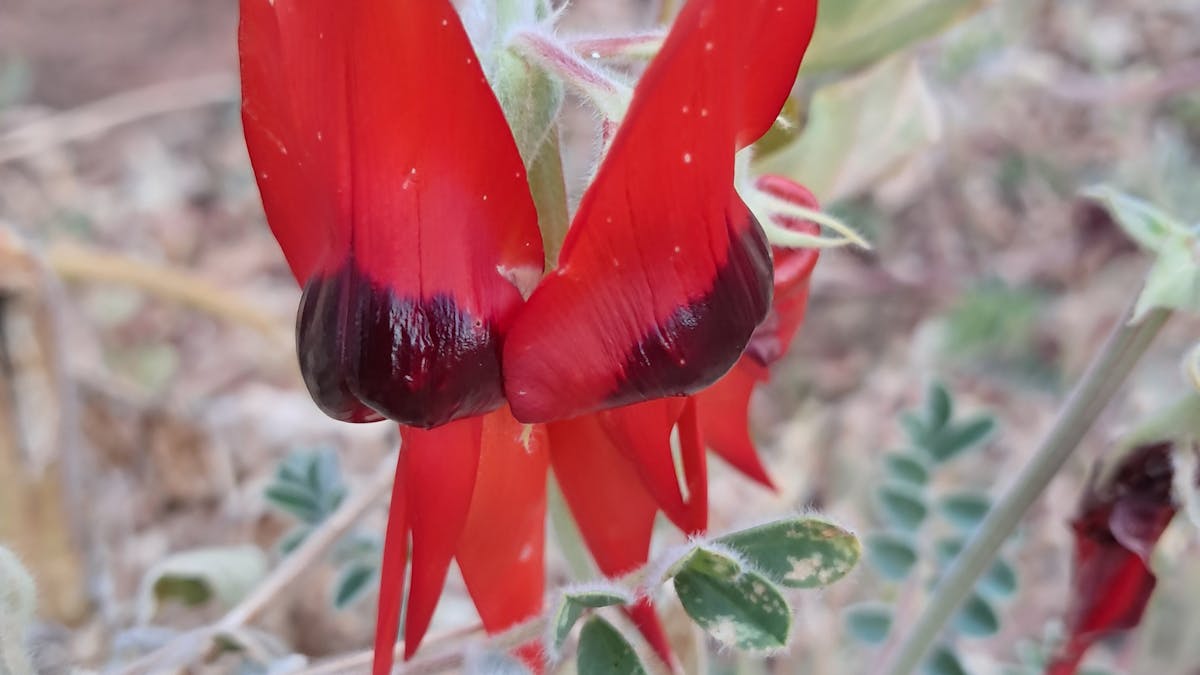 Stuarts desert pea