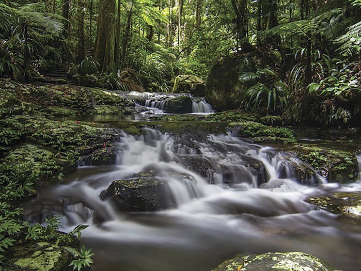 Protestors Falls walking track