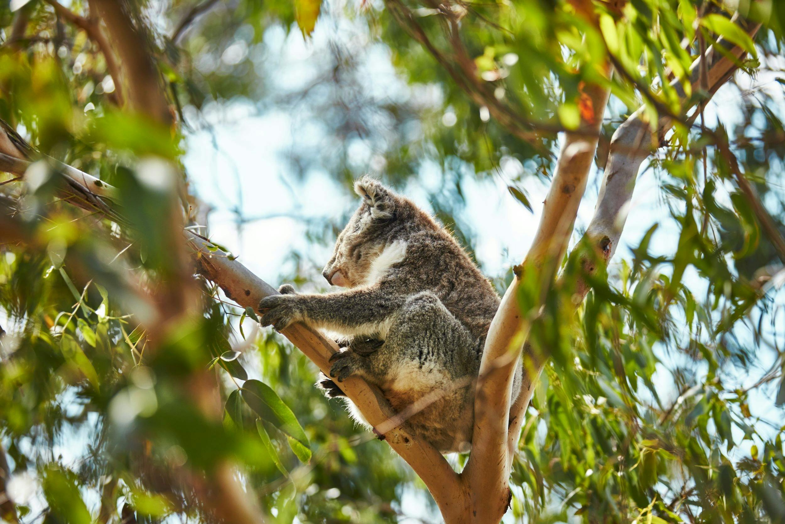 Koala Reserve