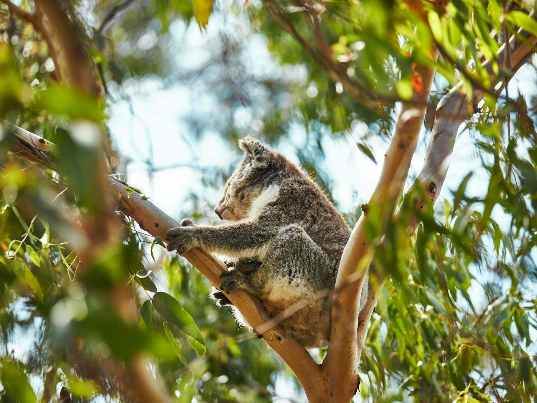 Koala Conservation Reserve