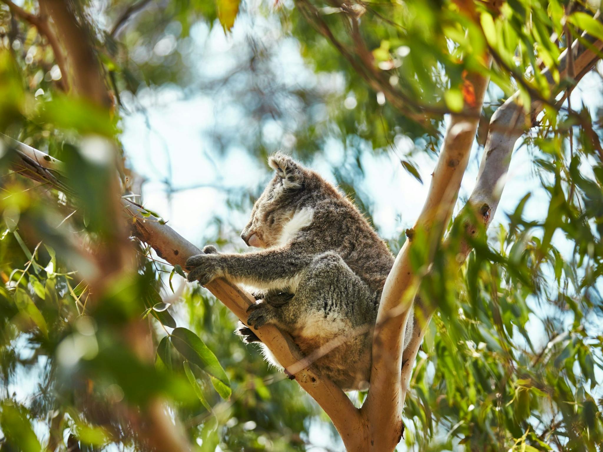 Koala Conservation Reserve
