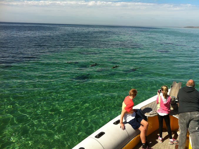 The Island Explorer Tour KIMT02 wild dolphin swim